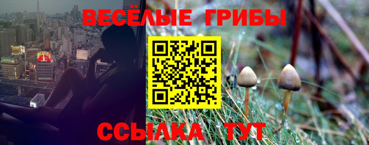 Псилоцибиновые грибы Psilocybine cubensis Тобольск